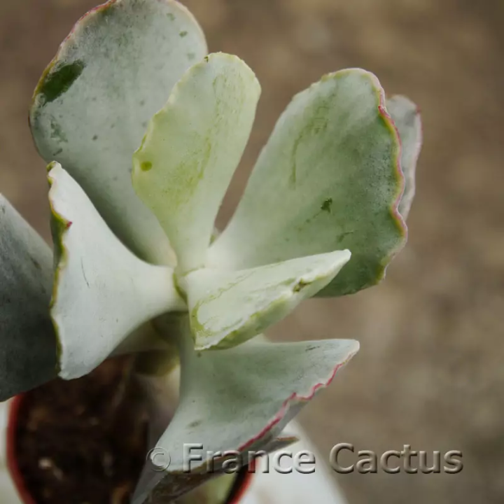 Cotyledon orbiculata 5