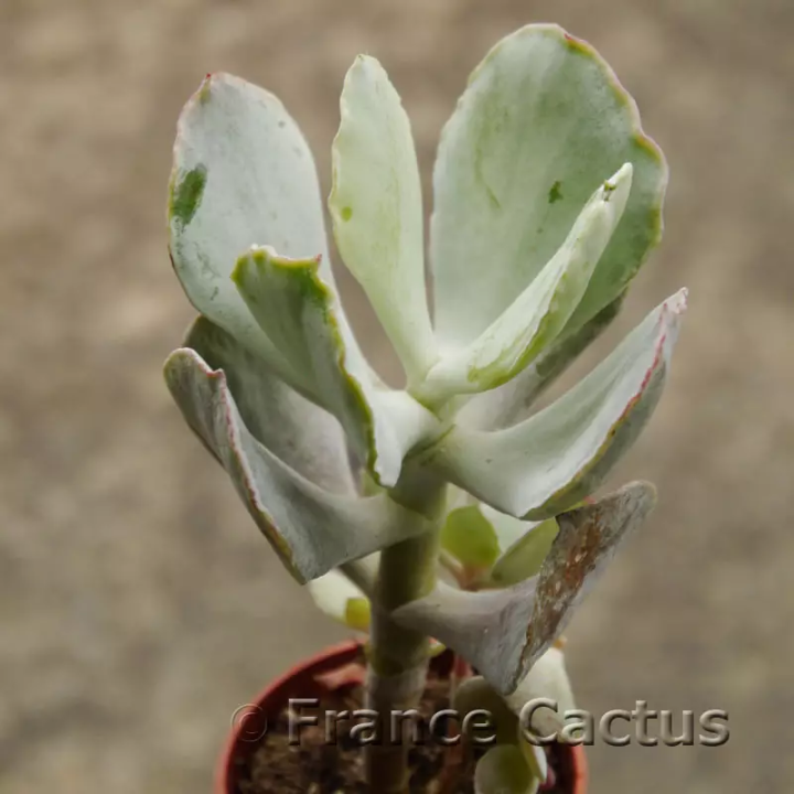 Cotyledon orbiculata 4