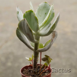 Cotyledon orbiculata 3