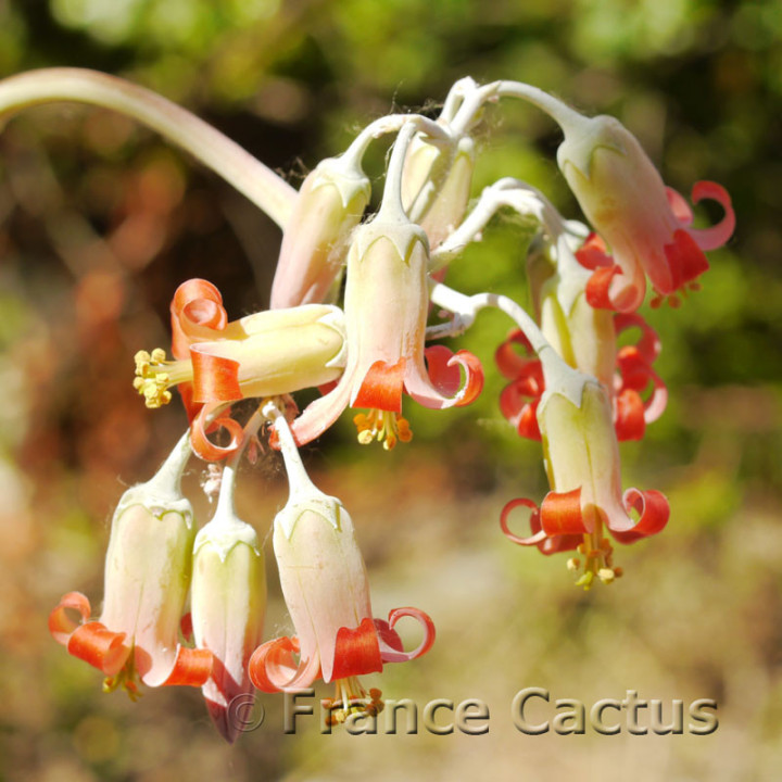 Cotyledon orbiculata 6