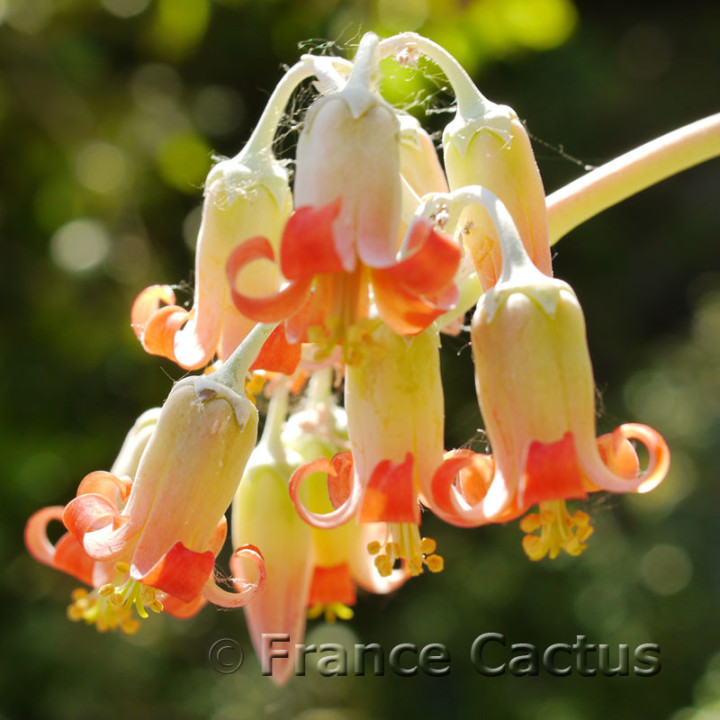 Cotyledon orbiculata 7
