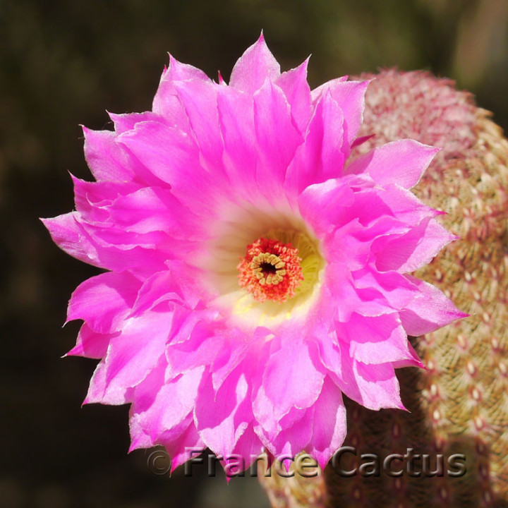 Echinocereus rubrispinus 8