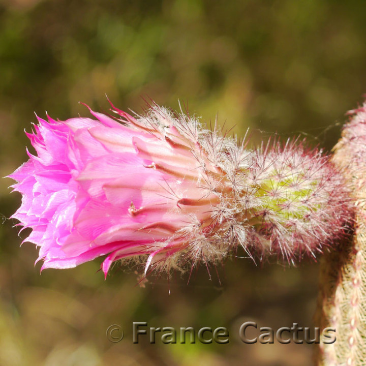 Echinocereus rubrispinus 4
