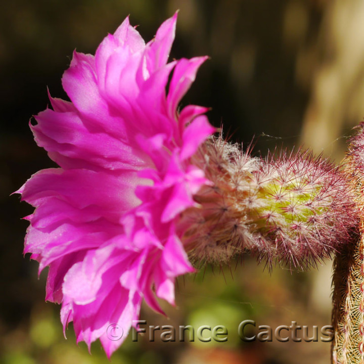 Echinocereus rubrispinus 7