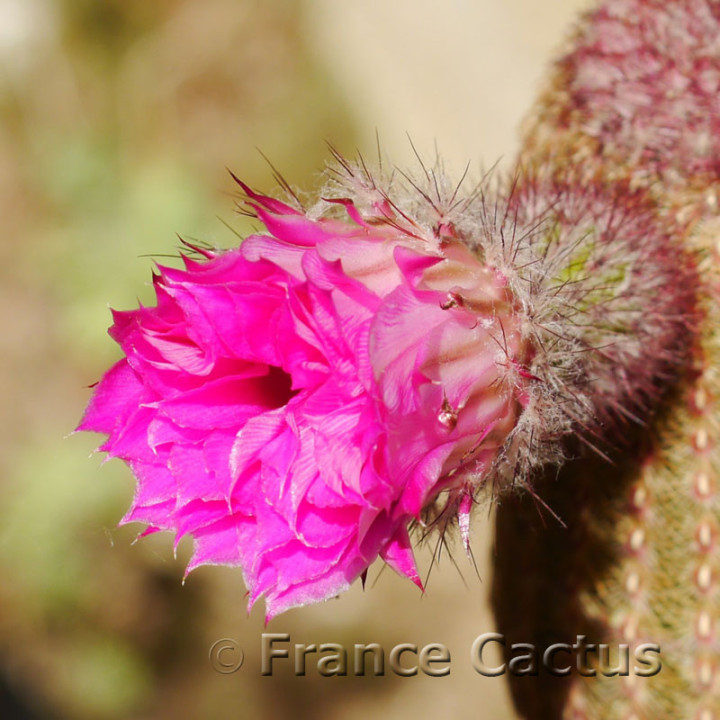 Echinocereus rubrispinus 6