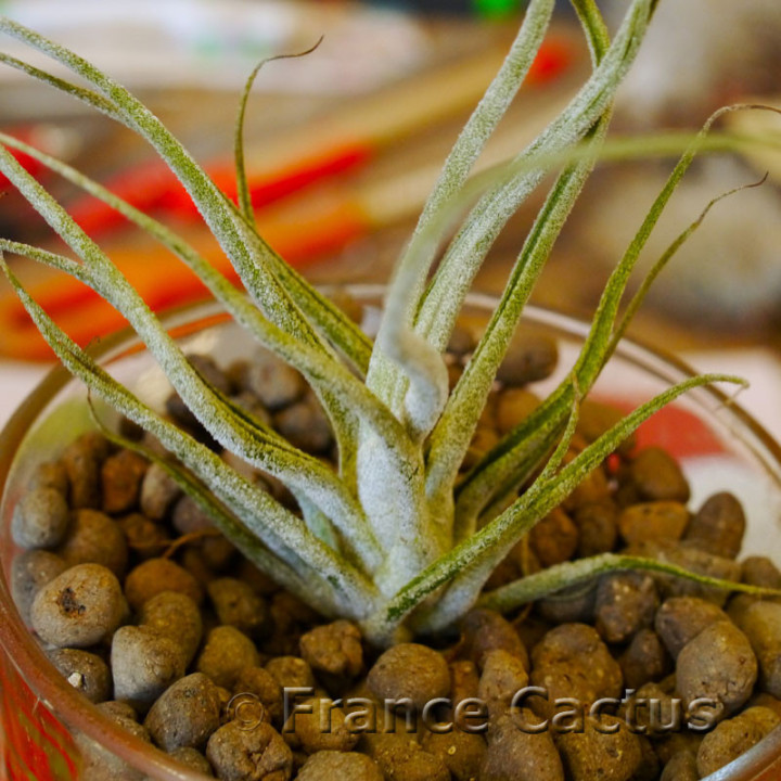 Tillandsia caput medusae 2
