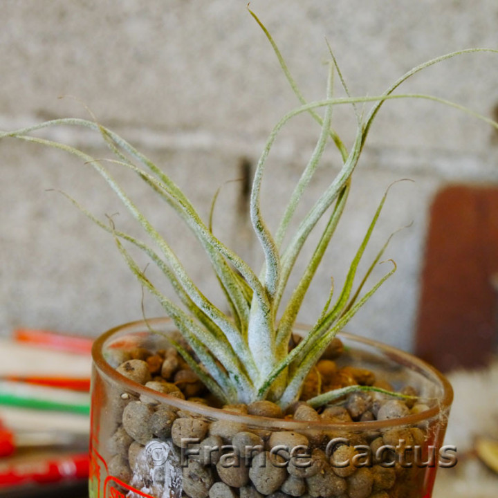 Tillandsia caput medusae 3
