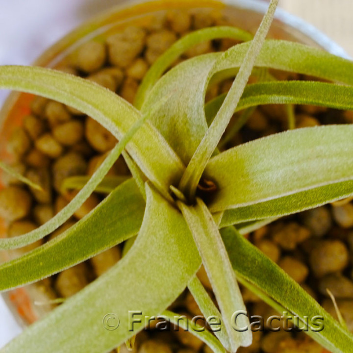 Tillandsia steptophylla 2