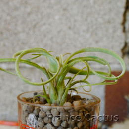 Tillandsia steptophylla 1