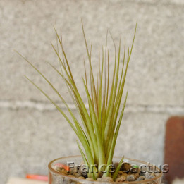 Tillandsia juncifolia 1