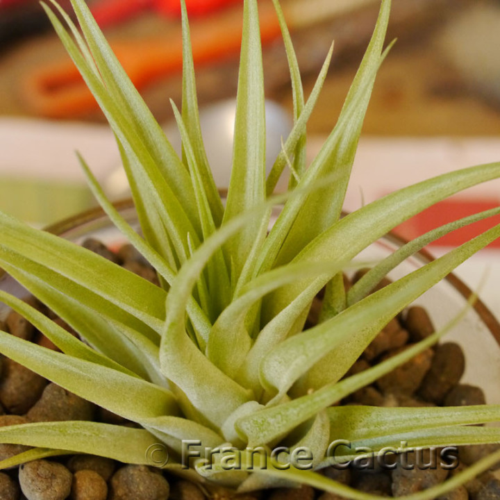 Tillandsia Velutina 2