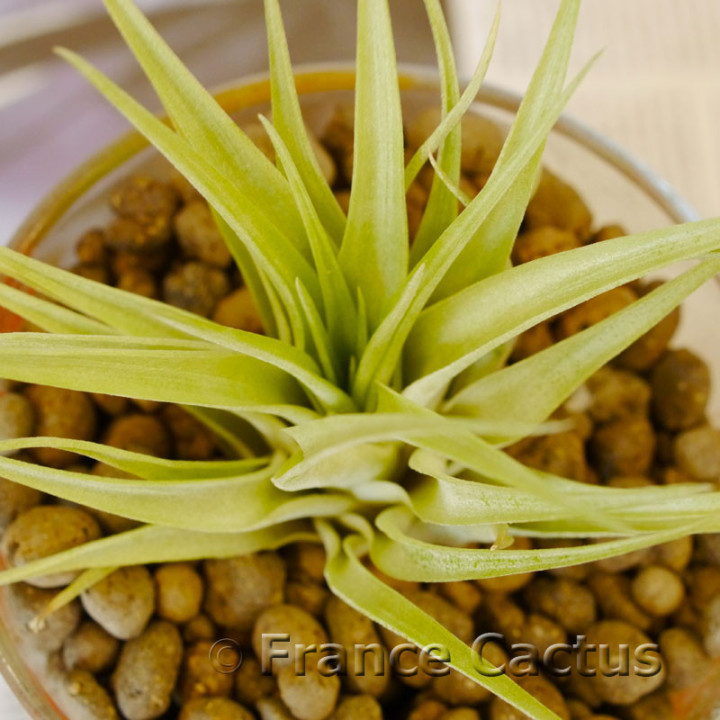 Tillandsia Velutina 3