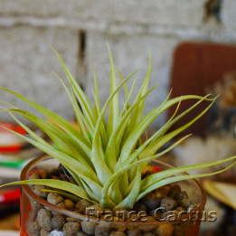 Tillandsia Velutina 1