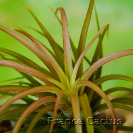 Tillandsia Rainforest – Fille de l'air des forêts tropicales | France Cactus