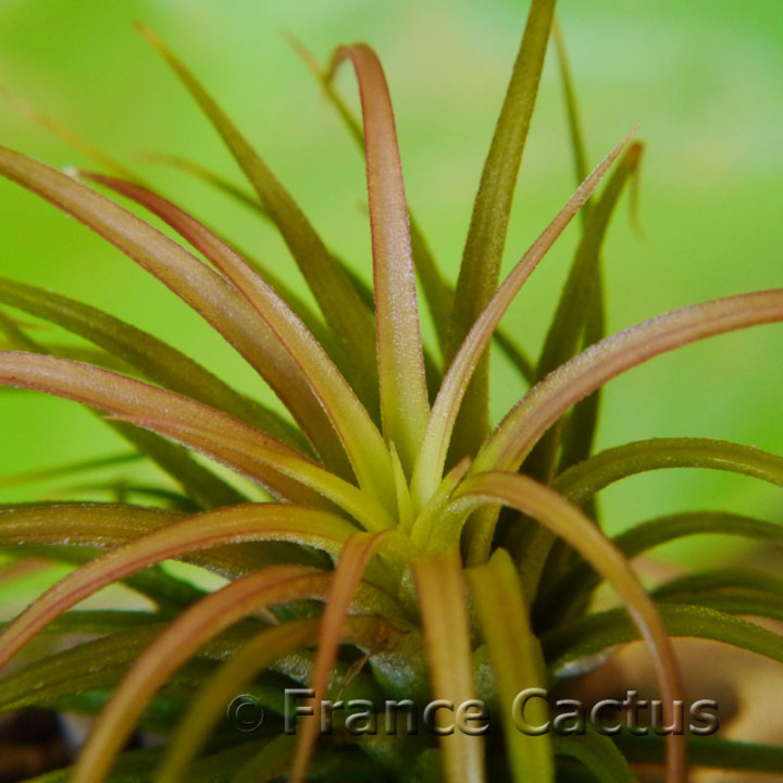 Tillandsia Rainforest – Fille de l'air des forêts tropicales | France Cactus
