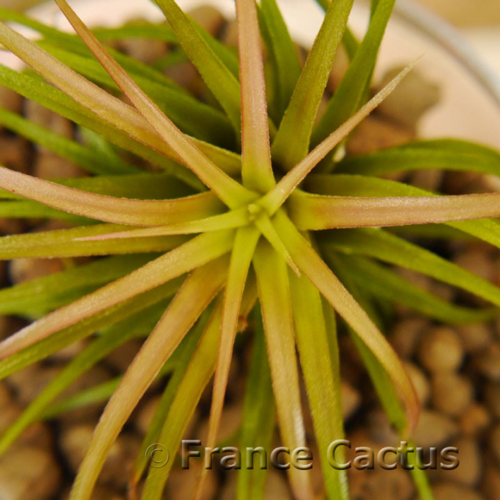 Tillandsia Rainforest – Fille de l'air des forêts tropicales | France Cactus