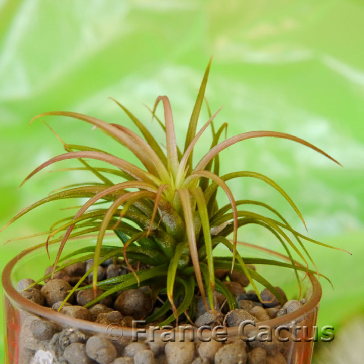 Tillandsia Rainforest – Fille de l'air des forêts tropicales | France Cactus