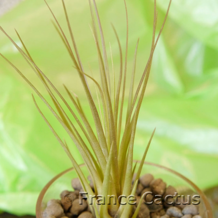 Tillandsia juncifolia 2