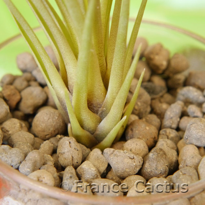Tillandsia juncifolia 3