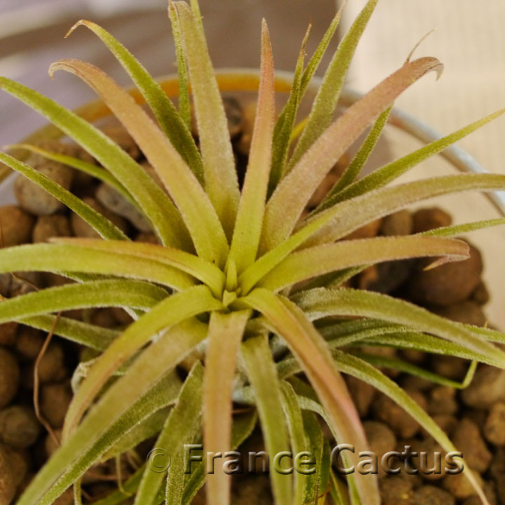 Tillandsia ionantha 'Ron' 3