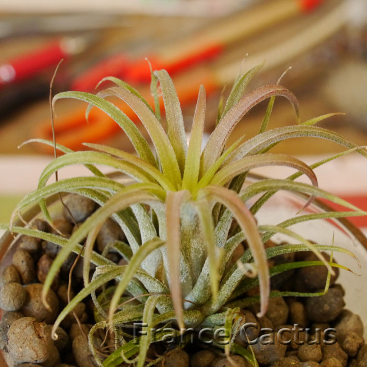 Tillandsia ionantha 'Ron' 2