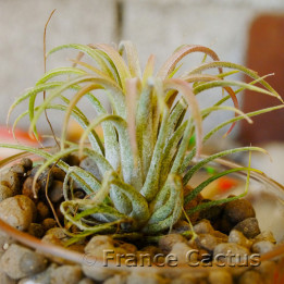 Tillandsia ionantha 'Ron' 1