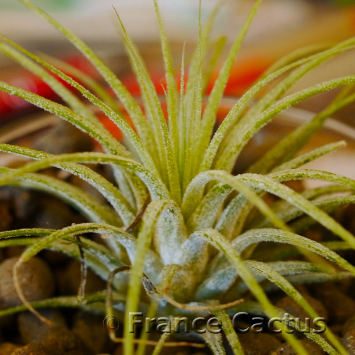 Tillandsia ionantha 'Druid' 2