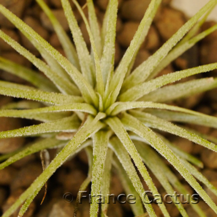 Tillandsia ionantha 'Druid' 3