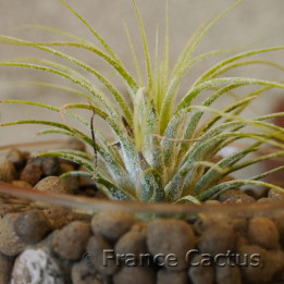 Tillandsia ionantha 'Druid' 1