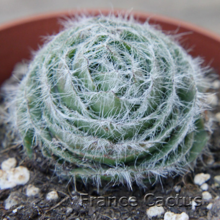 Crassula barbata 2