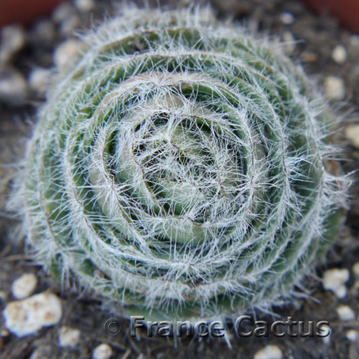 Crassula barbata 3