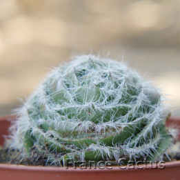 Crassula barbata 1