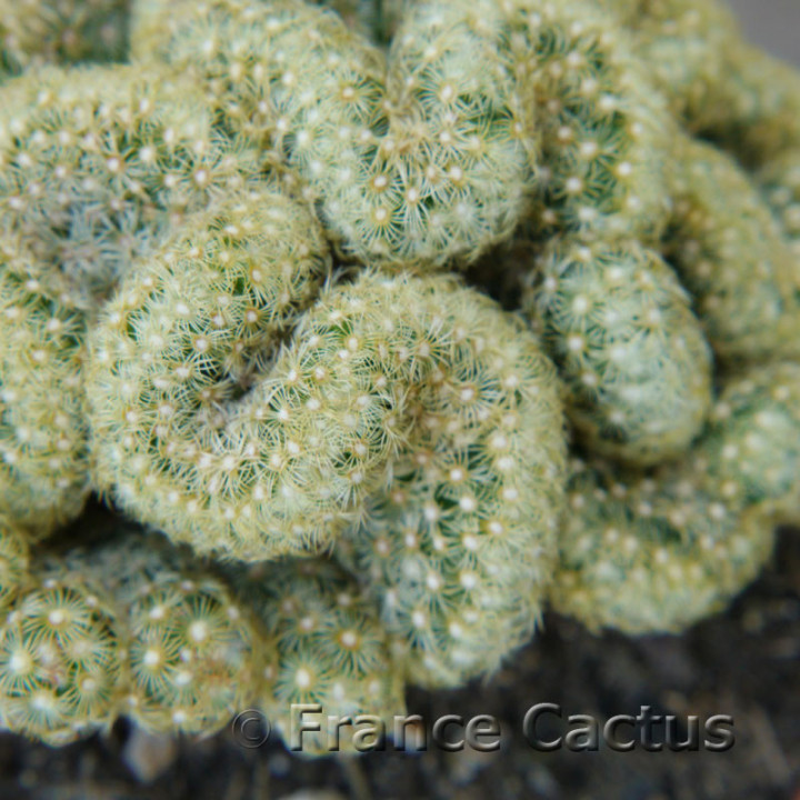 Mammillaria elongata cristata 3