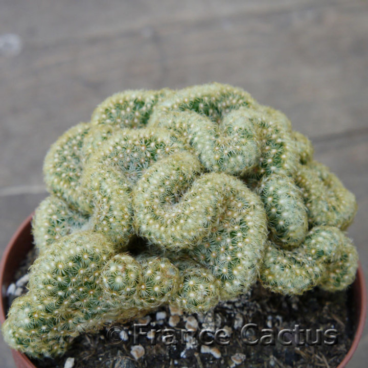 Mammillaria elongata cristata 2