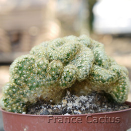 Mammillaria elongata cristata 1