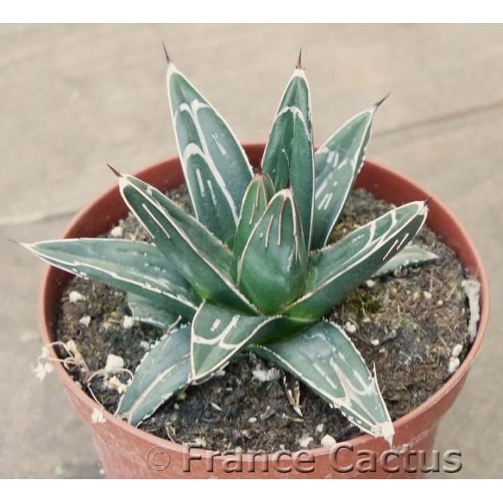 Agave victoriae-reginae 2