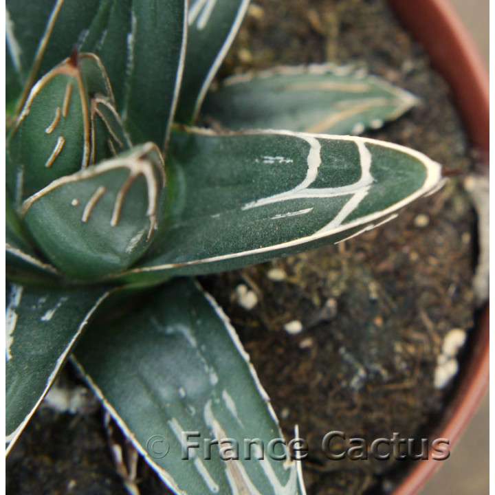 Agave victoriae-reginae 3