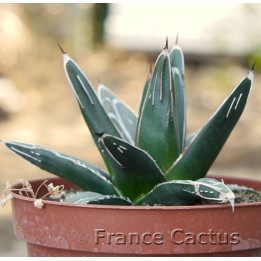 Agave victoriae-reginae 1