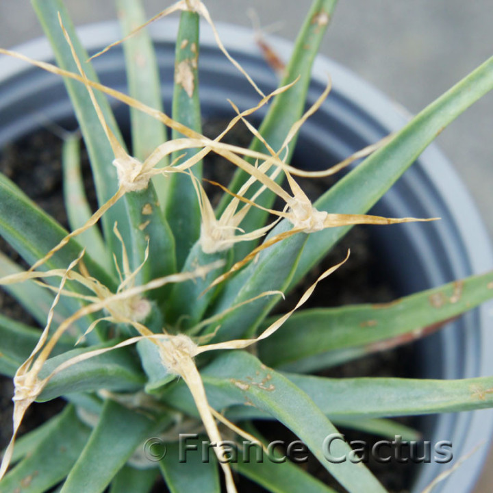 Leuchtenbergia principis 3