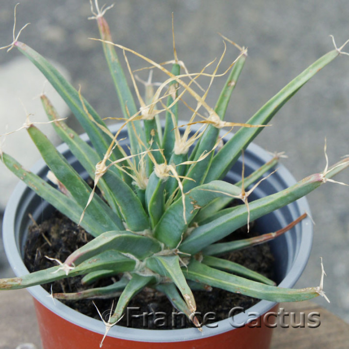 Leuchtenbergia principis 2