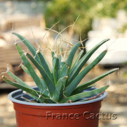Leuchtenbergia principis 1