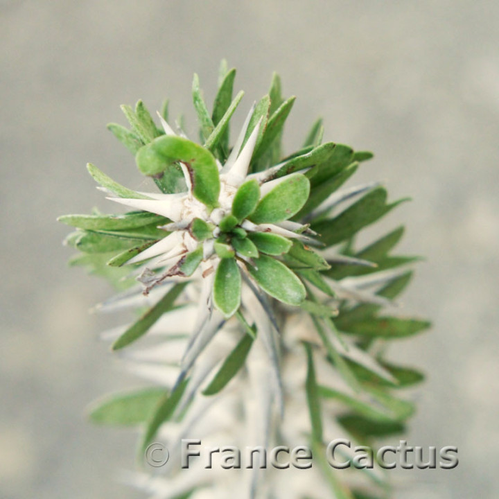 Alluaudia procera 3