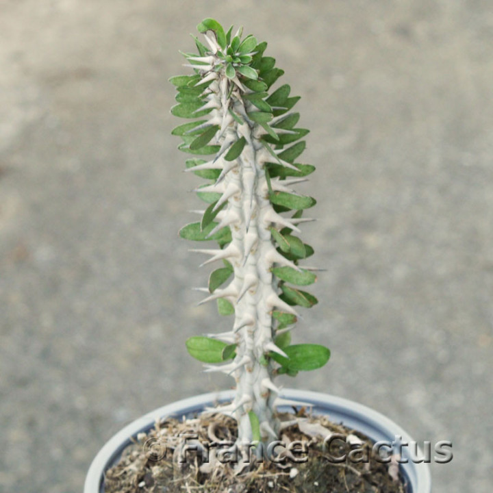 Alluaudia procera 2
