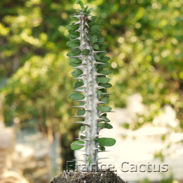 Alluaudia procera 1