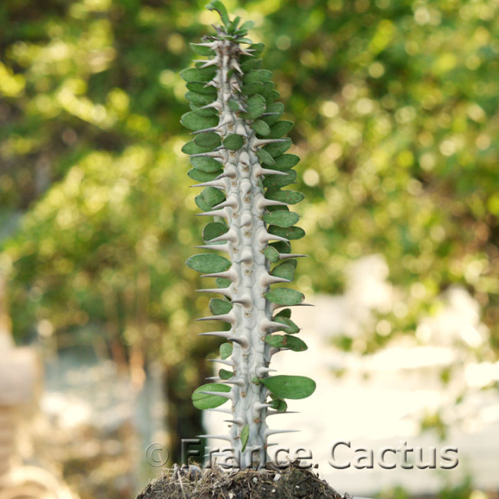 Alluaudia procera 1