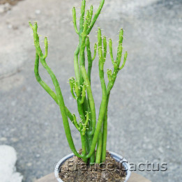 Euphorbia alluaudii 1