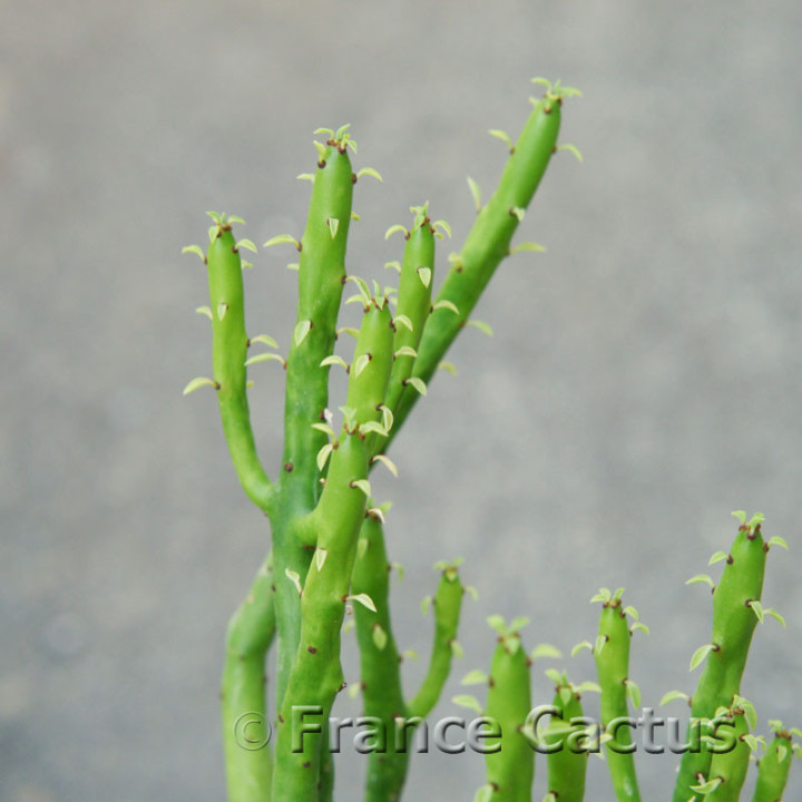 Euphorbia alluaudii 2