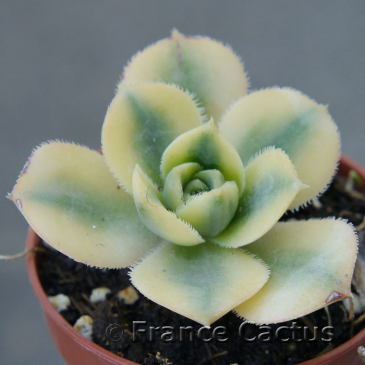 Aeonium "Sunburst" 2