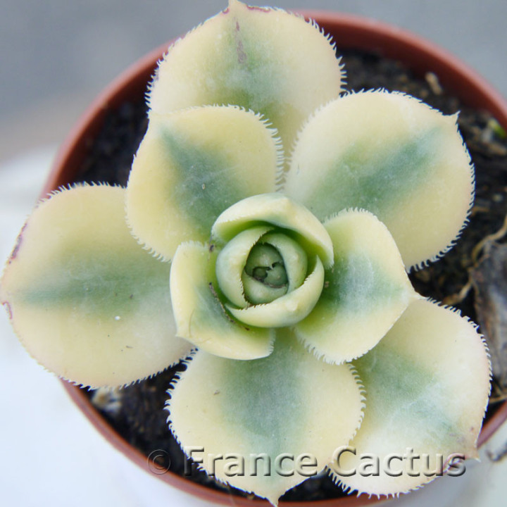 Aeonium "Sunburst" 3