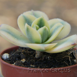 Aeonium "Sunburst" 1